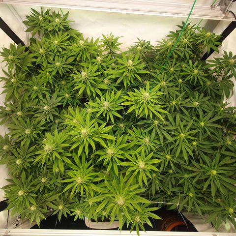 Mandarine Jam growlog timeline photo