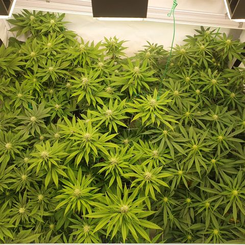 Mandarine Jam growlog timeline photo
