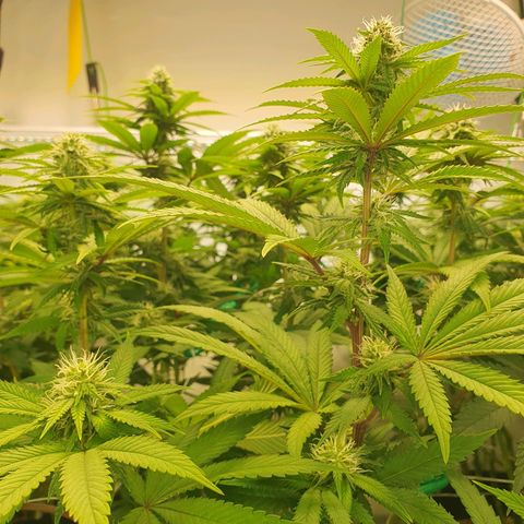 Hindu Kush growlog timeline photo