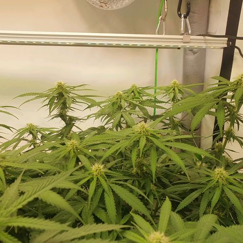 Mandarine Jam growlog timeline photo