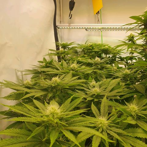 White Strawberry Skunk growlog timeline photo