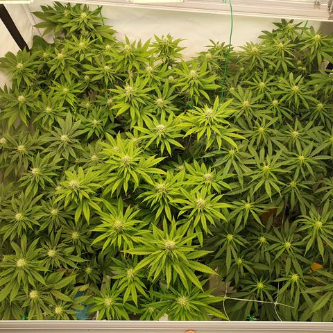 Mandarine Jam growlog timeline photo