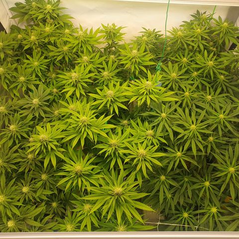 Mandarine Jam growlog timeline photo