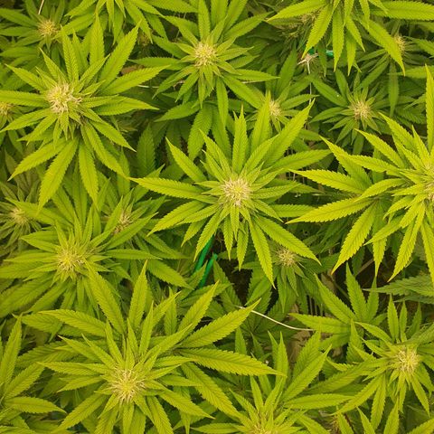Hindu Kush growlog timeline photo