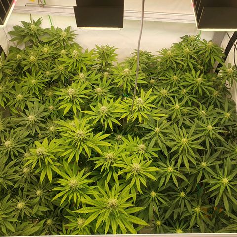 Mandarine Jam growlog timeline photo