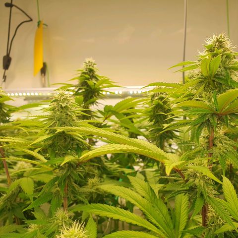 Hindu Kush growlog timeline photo