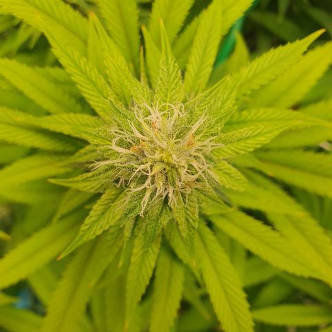 Hindu Kush growlog timeline photo