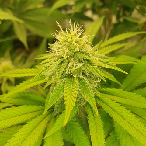 Hindu Kush growlog timeline photo