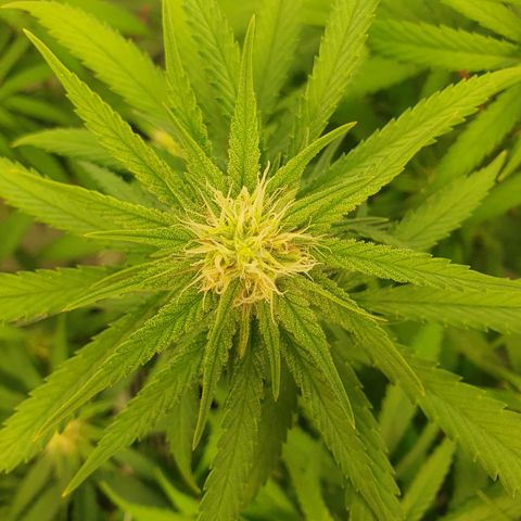 Mandarine Jam growlog timeline photo