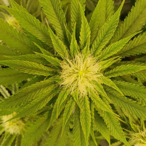 White Strawberry Skunk growlog timeline photo