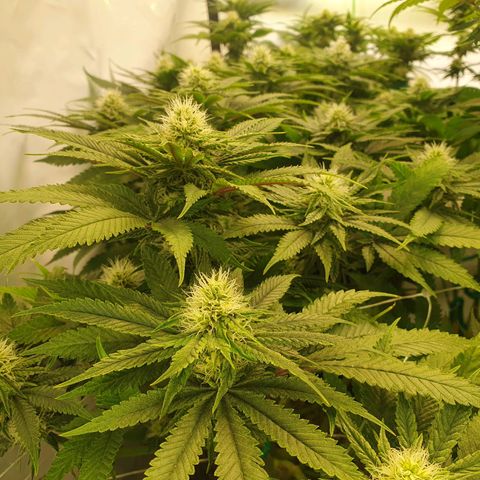 White Strawberry Skunk growlog timeline photo