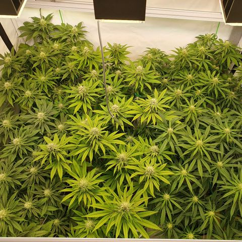 Mandarine Jam growlog timeline photo
