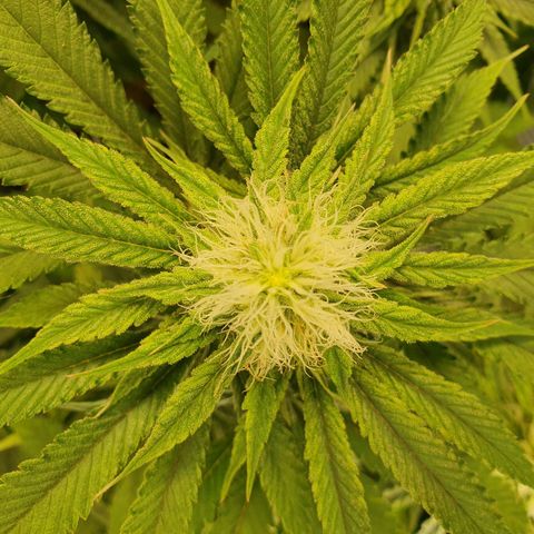 White Strawberry Skunk growlog timeline photo