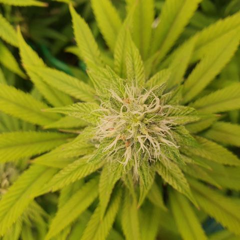 Hindu Kush growlog timeline photo