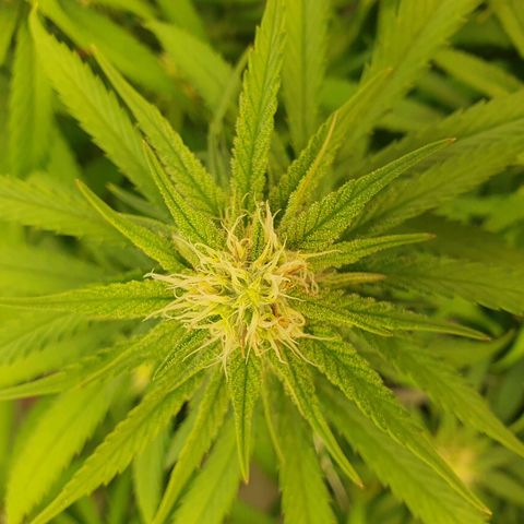 Mandarine Jam growlog timeline photo