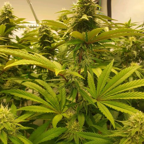Hindu Kush growlog timeline photo