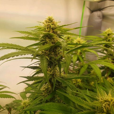 Mandarine Jam growlog timeline photo