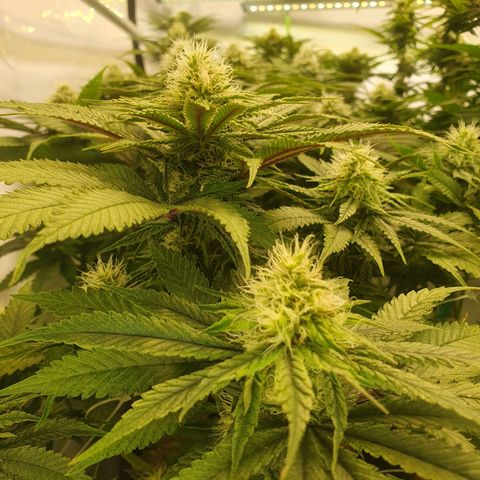 White Strawberry Skunk growlog photo: She had alot of Problems at the beginning and survived 13°C for 3days. 
Now her budstructure and smell are absolutely under my favorites. Looking forward to taste her 🤤