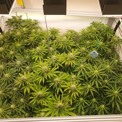 Mandarine Jam growlog timeline photo