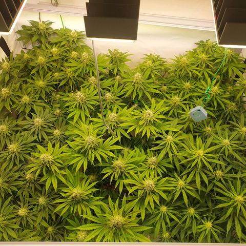 Mandarine Jam growlog timeline photo