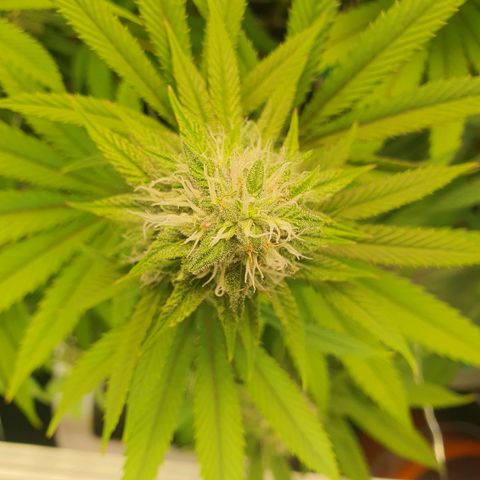 Hindu Kush growlog timeline photo