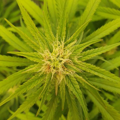 Mandarine Jam growlog timeline photo