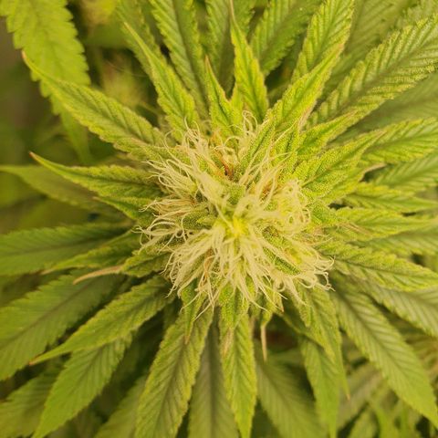 White Strawberry Skunk growlog timeline photo