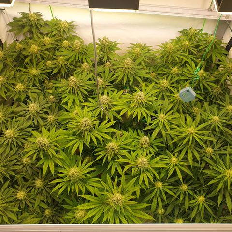 Mandarine Jam growlog timeline photo