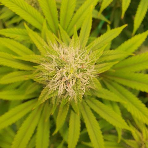 Hindu Kush growlog timeline photo