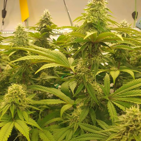 Hindu Kush growlog timeline photo
