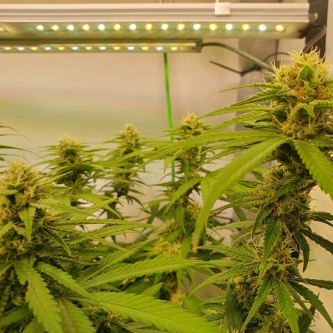 Mandarine Jam growlog timeline photo