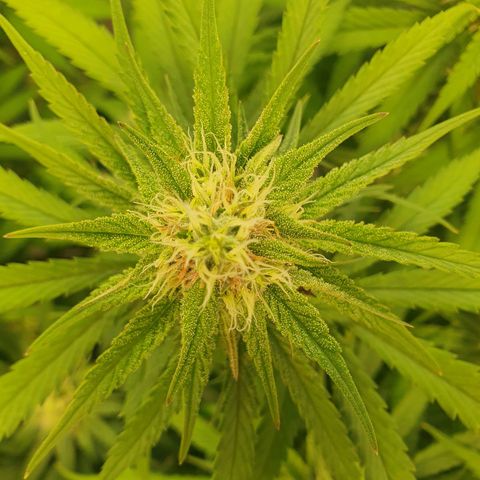 Mandarine Jam growlog timeline photo