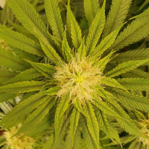 White Strawberry Skunk growlog timeline photo