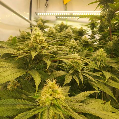 White Strawberry Skunk growlog timeline photo