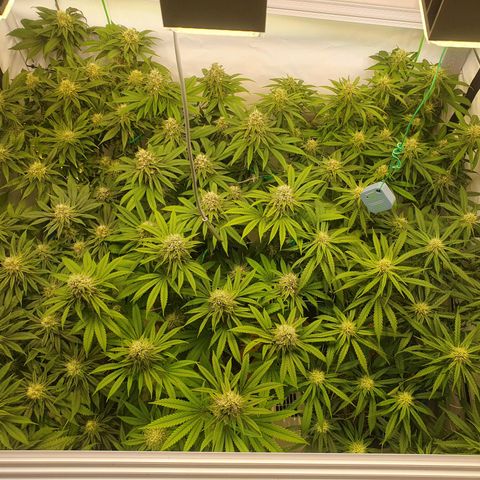 Mandarine Jam growlog timeline photo