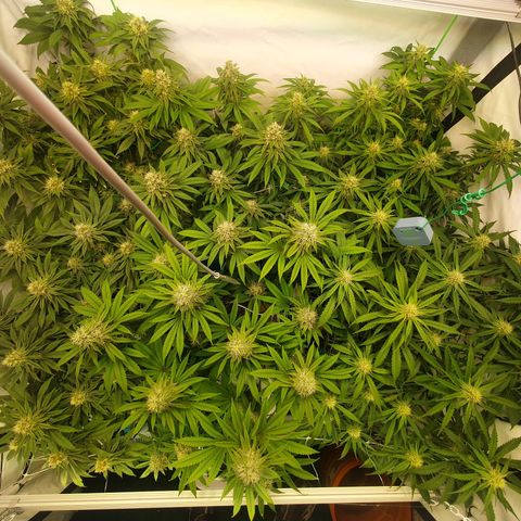 Mandarine Jam growlog timeline photo