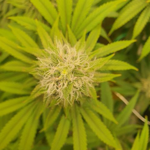 Hindu Kush growlog timeline photo
