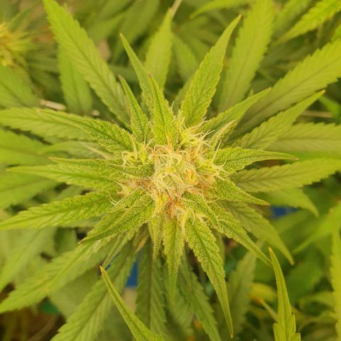 Mandarine Jam growlog timeline photo