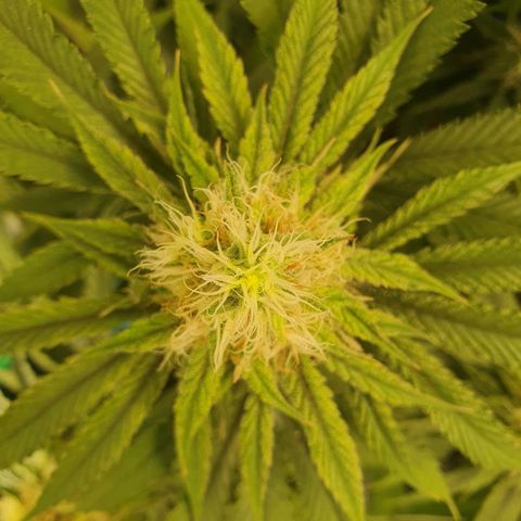 White Strawberry Skunk growlog timeline photo