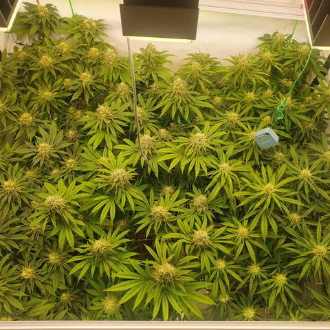 Mandarine Jam growlog timeline photo