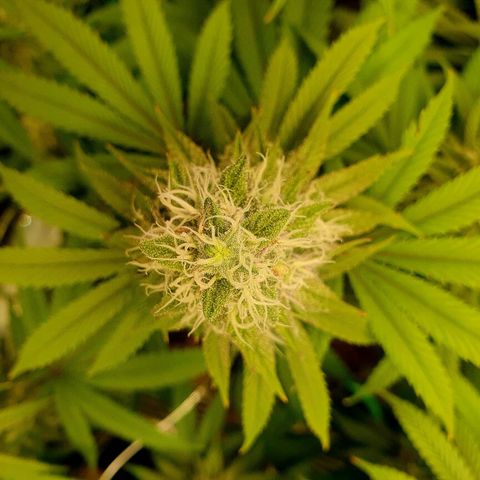 Hindu Kush growlog timeline photo