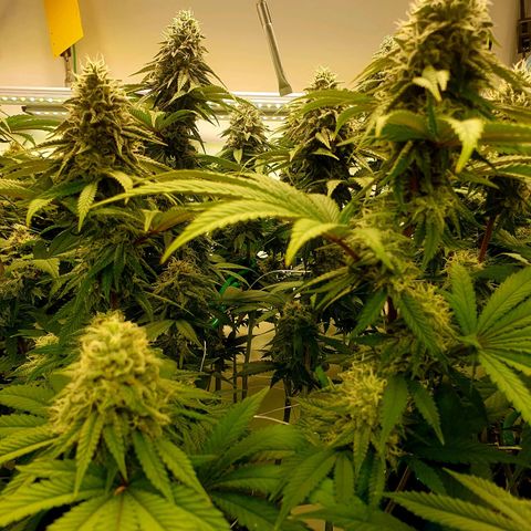 Hindu Kush growlog timeline photo