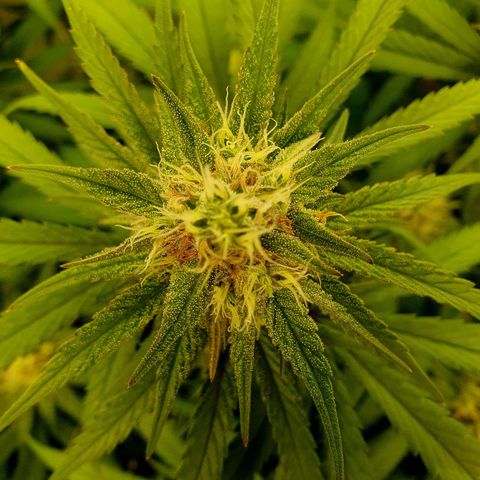 Mandarine Jam growlog timeline photo