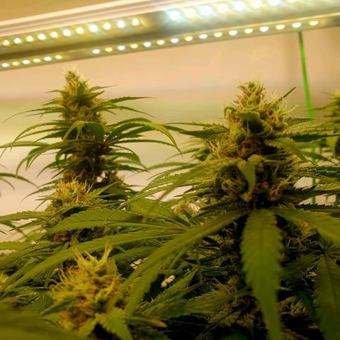 Mandarine Jam growlog timeline photo