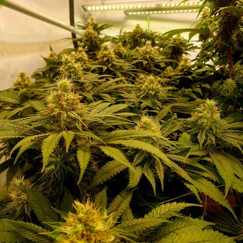 White Strawberry Skunk growlog timeline photo