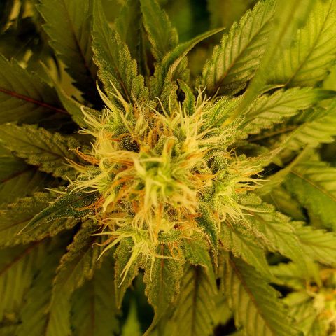 White Strawberry Skunk growlog timeline photo