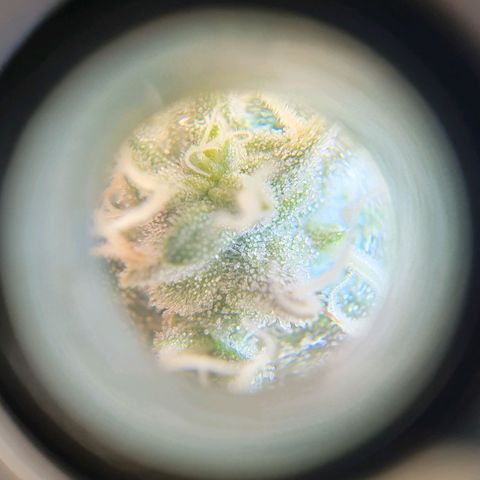 Hindu Kush growlog timeline photo