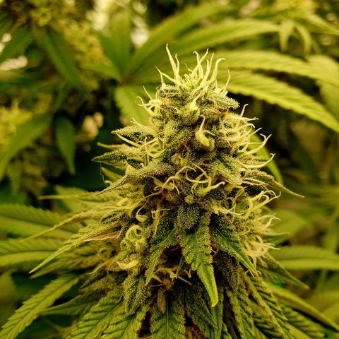 Hindu Kush growlog timeline photo