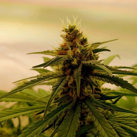 Mandarine Jam growlog timeline photo