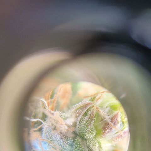 White Strawberry Skunk growlog timeline photo